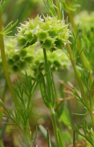 Marie  Portas, le  5 mai 2012 (Cabrières-d'Avignon)