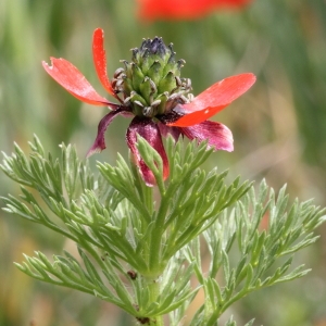 Photographie n°72172 du taxon Adonis annua L.