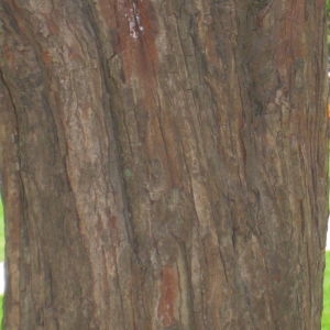 Photographie n°72179 du taxon Crataegus laevigata (Poir.) DC. [1825]