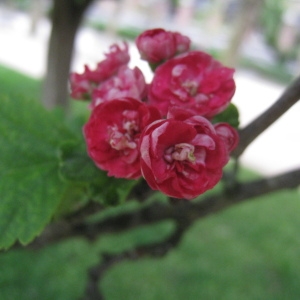 Photographie n°72184 du taxon Crataegus laevigata (Poir.) DC. [1825]