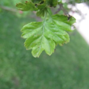 Photographie n°72186 du taxon Crataegus laevigata (Poir.) DC. [1825]