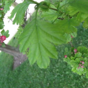 Photographie n°72188 du taxon Crataegus laevigata (Poir.) DC. [1825]