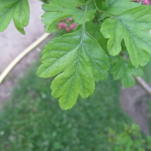 Photographie n°72189 du taxon Crataegus laevigata (Poir.) DC. [1825]