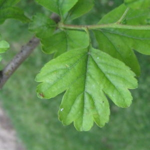 Photographie n°72191 du taxon Crataegus laevigata (Poir.) DC. [1825]