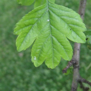 Photographie n°72193 du taxon Crataegus laevigata (Poir.) DC. [1825]