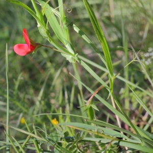 Photographie n°72198 du taxon Lathyrus cicera L.