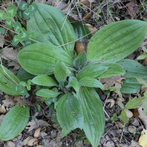 Photographie n°72200 du taxon Plantago media L.