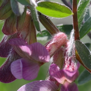 Photographie n°72205 du taxon Vicia pannonica subsp. striata (M.Bieb.) Nyman