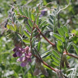 Photographie n°72206 du taxon Vicia pannonica subsp. striata (M.Bieb.) Nyman [1878]