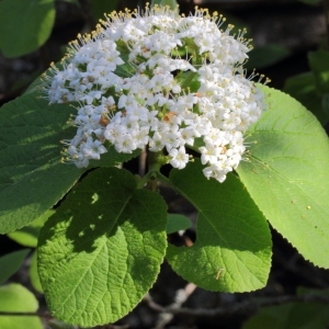 Viburnum lantana L. var. lantana