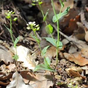 Photographie n°72214 du taxon Thlaspi perfoliatum L. [1753]