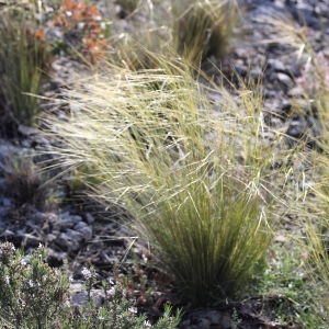 Stipa juncea L.