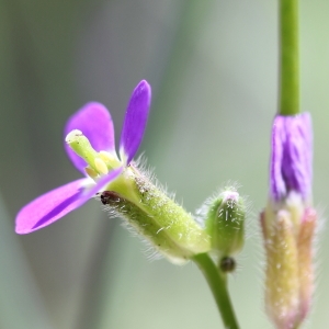 Photographie n°72233 du taxon Arabis verna (L.) R.Br.