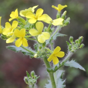 Photographie n°72236 du taxon Biscutella cichoriifolia Loisel.