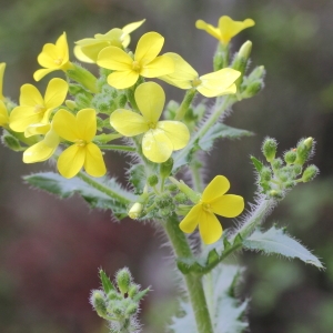 Photographie n°72236 du taxon Biscutella cichoriifolia Loisel. [1810]