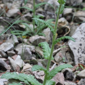 Photographie n°72237 du taxon Biscutella cichoriifolia Loisel.