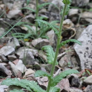 Photographie n°72237 du taxon Biscutella cichoriifolia Loisel. [1810]