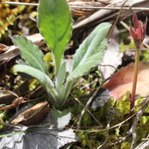 Photographie n°72242 du taxon Arabis turrita L.