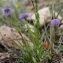  Marie  Portas - Globularia bisnagarica L.