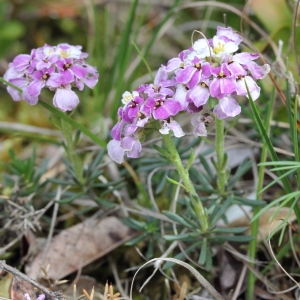 Photographie n°72246 du taxon Iberis saxatilis L. [1756]