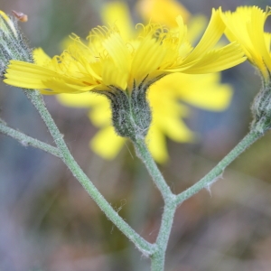  - Hieracium praecox Sch.Bip. [1851]