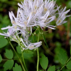 Photographie n°72282 du taxon Thalictrum aquilegiifolium L. [1753]