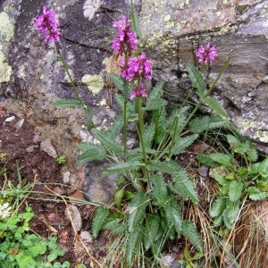 Photographie n°72291 du taxon Stachys pradica (Zanted.) Greuter & Pignatti [1980]