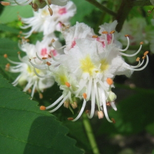 Photographie n°72315 du taxon Aesculus hippocastanum L. [1753]