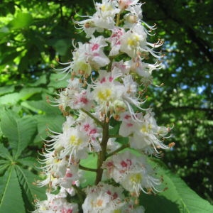 Photographie n°72317 du taxon Aesculus hippocastanum L. [1753]