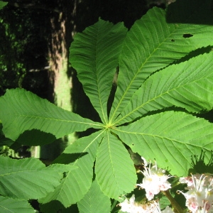 Photographie n°72319 du taxon Aesculus hippocastanum L. [1753]