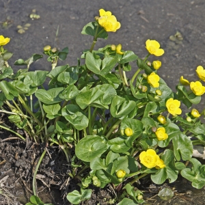 Photographie n°72336 du taxon Caltha palustris f. palustris 