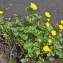  Jean-Claude Ernewein - Caltha palustris f. palustris 