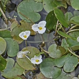 Photographie n°72337 du taxon Hydrocharis morsus-ranae L. [1753]