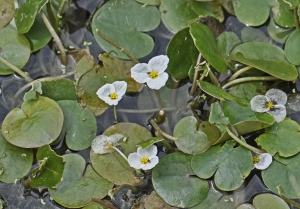 Jean-Claude Ernewein, le 27 juillet 2011 (Chevillon-sur-Huillard (Chevillon-sur-Huisnard))