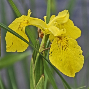 Photographie n°72338 du taxon Iris pseudacorus L. [1753]