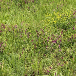 Photographie n°72352 du taxon Vicia villosa Roth