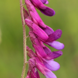 Vicia godronii (Rouy) A.W.Hill (Vesce de Russie)