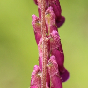 Photographie n°72355 du taxon Vicia villosa Roth