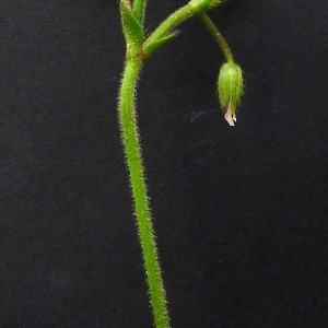 Photographie n°72360 du taxon Cerastium fontanum subsp. vulgare (Hartm.) Greuter & Burdet [1982]