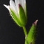  Bertrand BUI - Cerastium fontanum subsp. vulgare (Hartm.) Greuter & Burdet [1982]