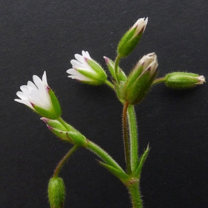 Cerastium triviale subsp. ceretanum (Sennen) Sennen (Céraiste commun)