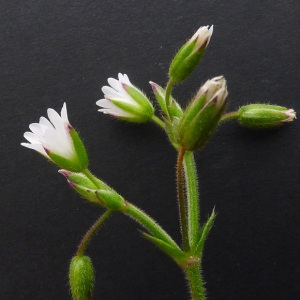 Cerastium fontanum subsp. hispanicum Gartner (Céraiste commun)