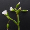  Bertrand BUI - Cerastium fontanum subsp. vulgare (Hartm.) Greuter & Burdet [1982]