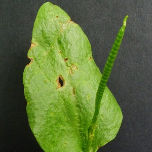 Photographie n°72371 du taxon Ophioglossum vulgatum L. [1753]