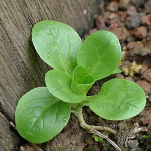 Photographie n°72379 du taxon Valerianella locusta (L.) Laterr. [1821]