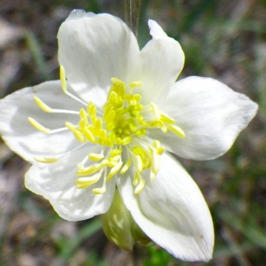 Photographie n°72405 du taxon Thalictrum tuberosum L. [1753]