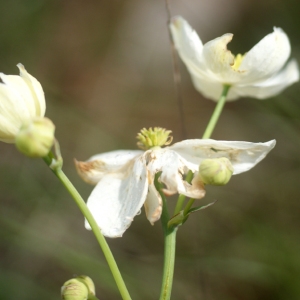 Photographie n°72406 du taxon Thalictrum tuberosum L. [1753]