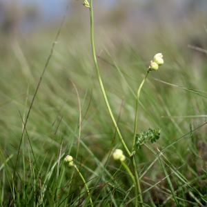 Photographie n°72407 du taxon Thalictrum tuberosum L. [1753]