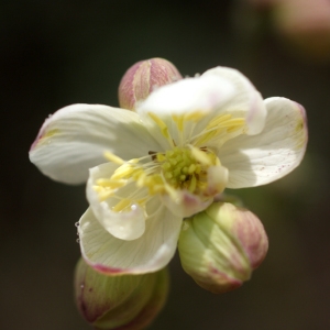 Photographie n°72408 du taxon Thalictrum tuberosum L. [1753]