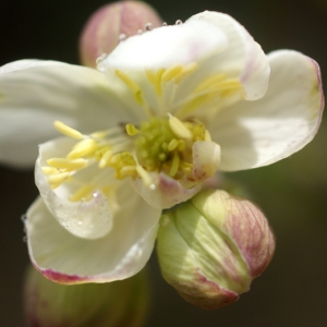 Photographie n°72409 du taxon Thalictrum tuberosum L. [1753]